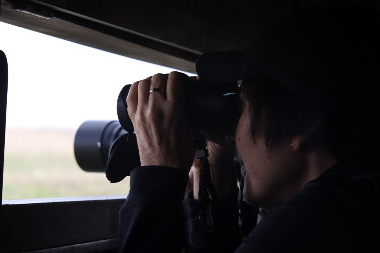 Visitants observant els ocells dins de l´Observatori de la Bassa dels Pollancres, Delta del Llobregat (Igor Ribas)