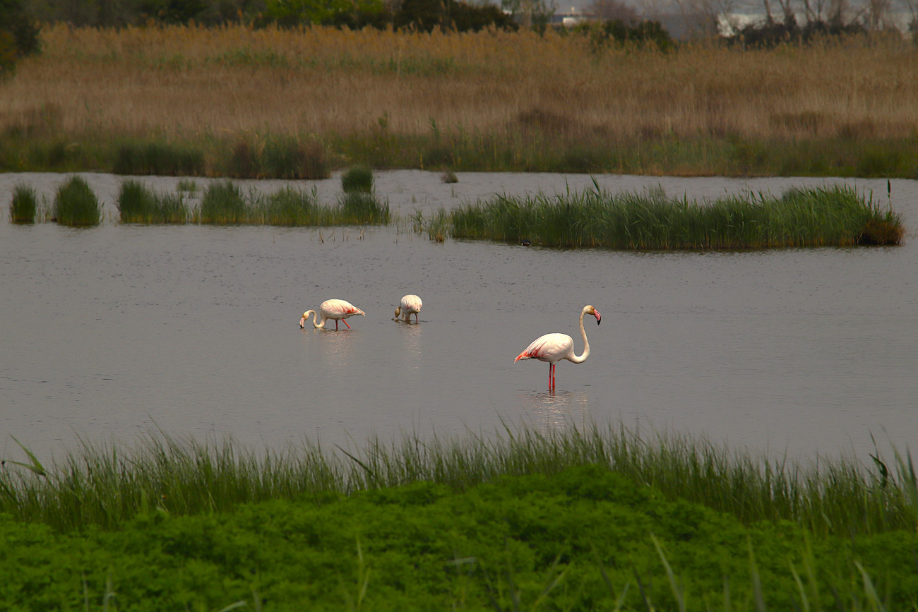 Mirador dels flamencs, Delta del Llobregat (Igor Ribas)