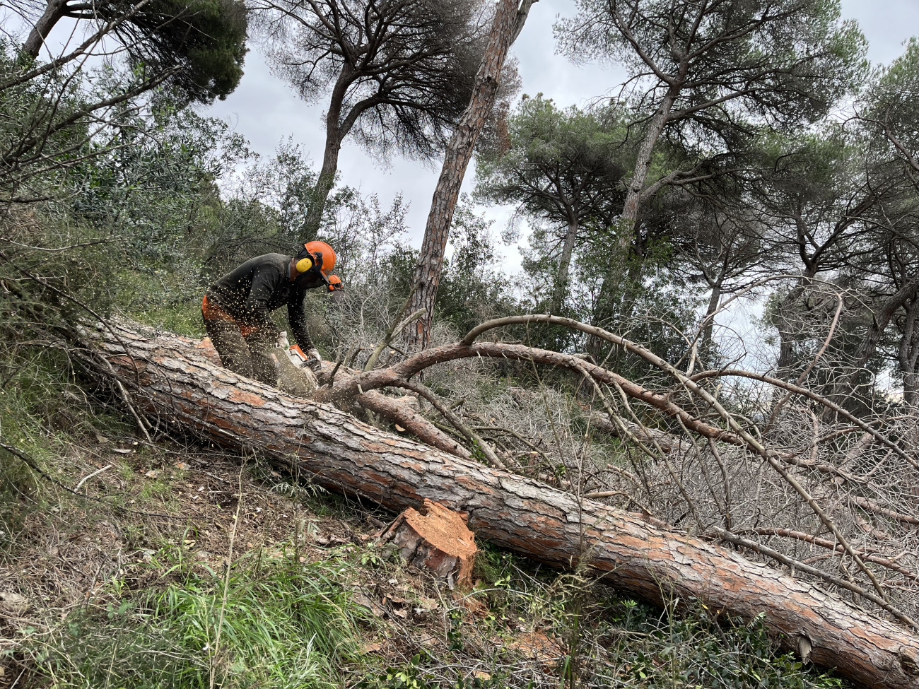 Ja s’han retirat pins pinyers (Pinus pinea) i pins blancs (Pinus halepensis), molts dels quals morts a causa de la sequera continuada durant l’hivern