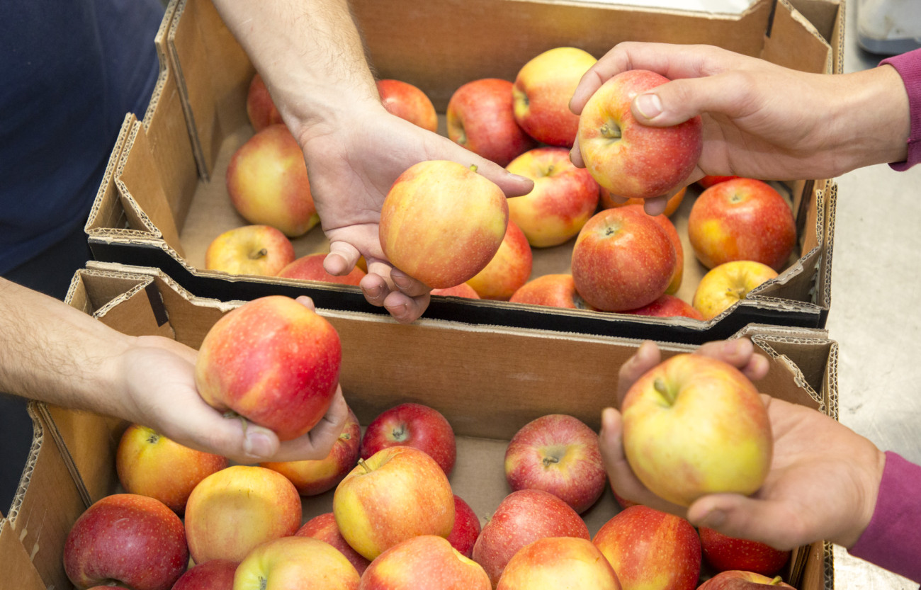 Cultiven i comercialitzen fruita i verdura ecològica amb la diferència de que, alhora, generen llocs de treball per a persones en situacions vulnerables