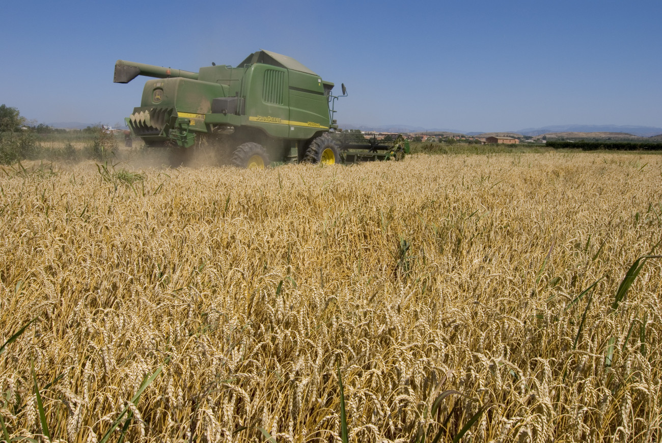 Les espigues daurades són a l´agost les protagonistes a les zones de cereals