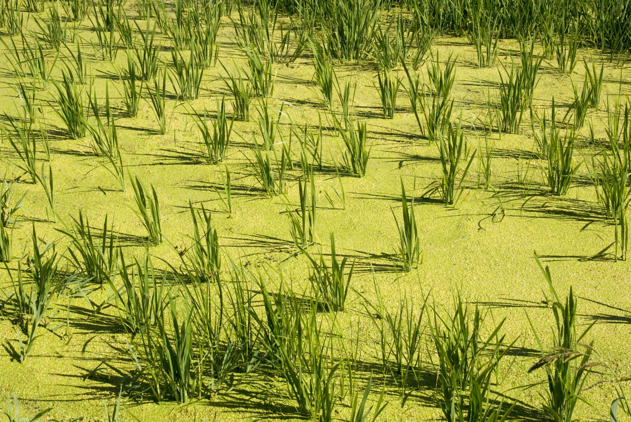 Setembre es dedicarà a les planes dels deltes de l´arròs