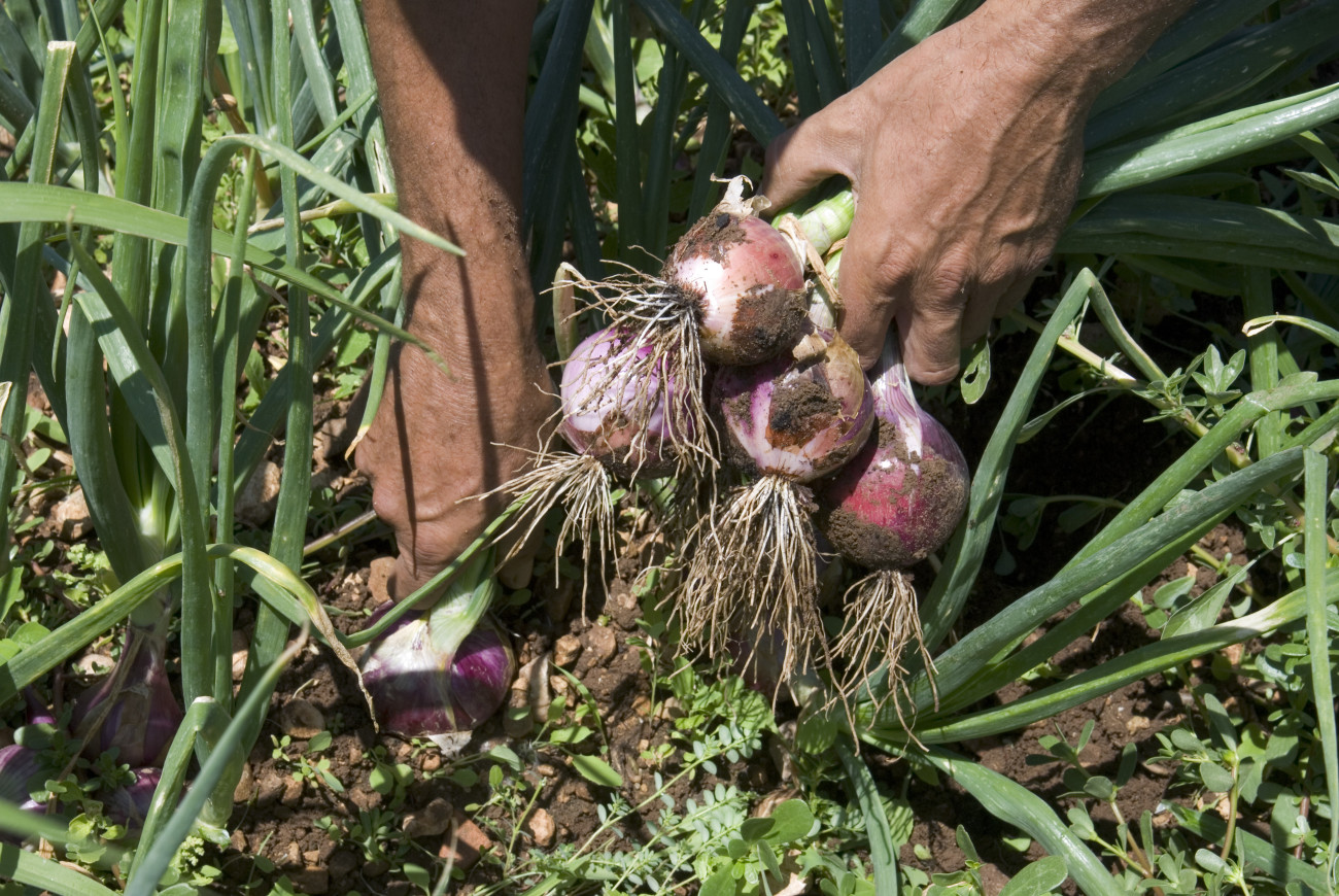 Gener és el mes de la ceba tendra, el popular calçot