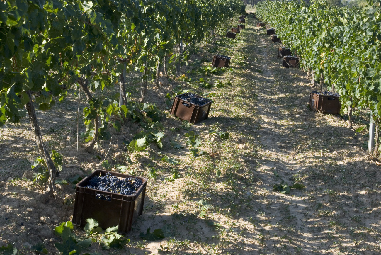 Verema a les vinyes