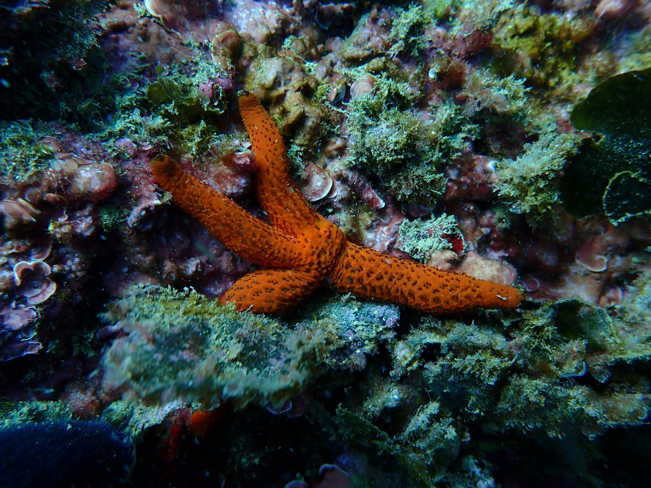 A la prova pilot del Port de Barcelona s’ha aconseguit duplicar les espècies i un augment de la biomassa del 75%