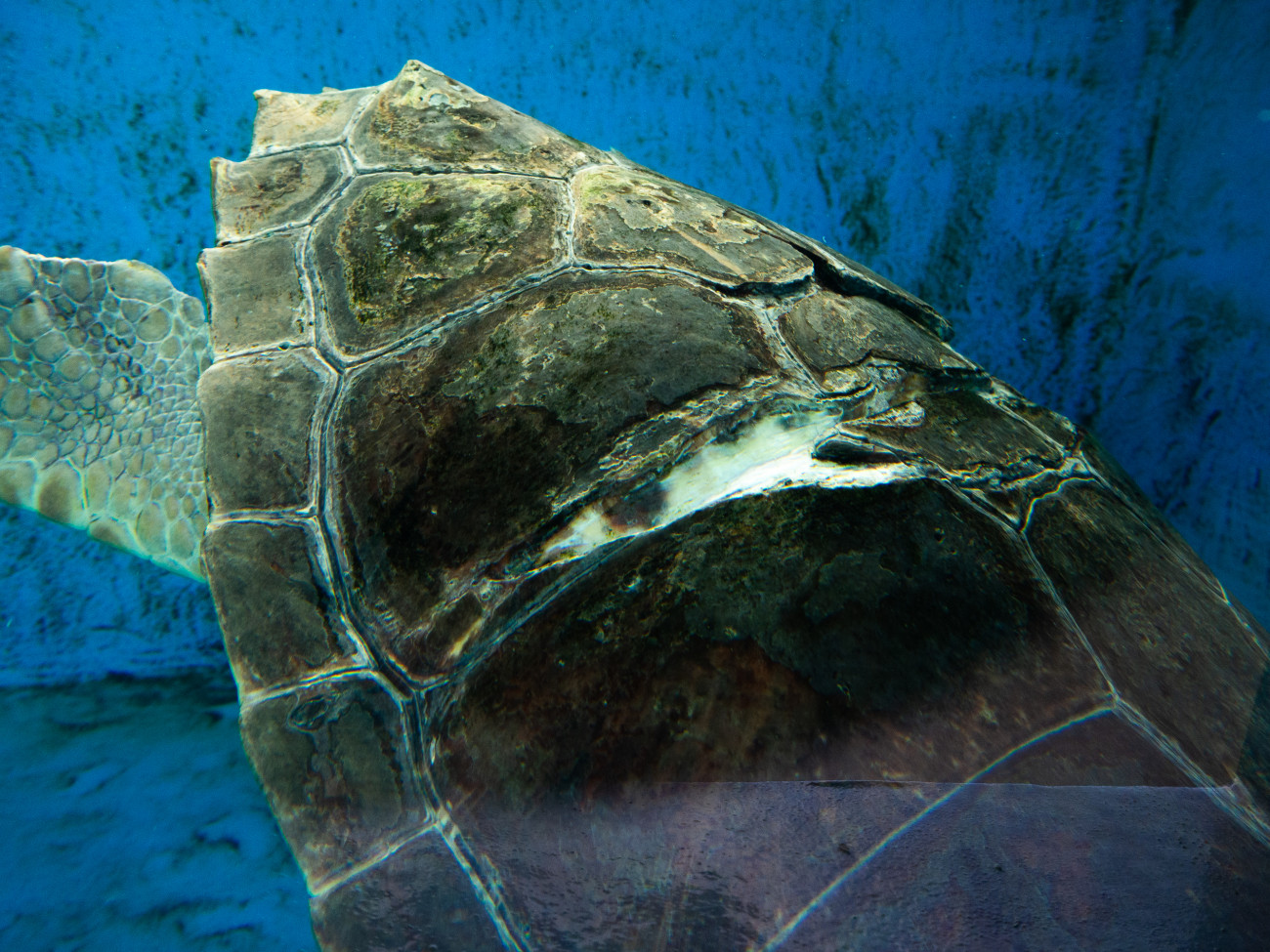 Ferida cicatritzada de la tortuga Pepita