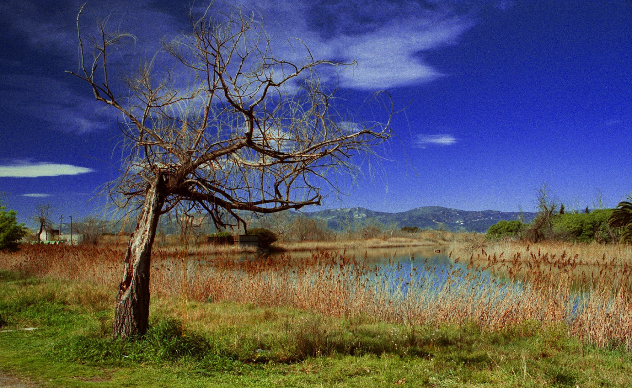 Imatge de l’estany del Remolar als aiguamolls del Delta