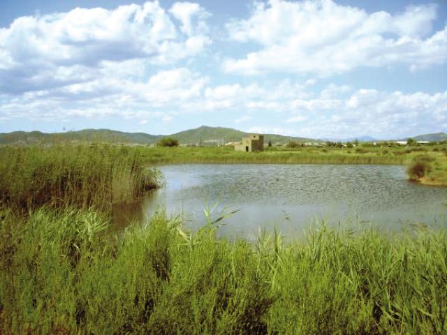 Imatge d’un dels terrenys a Viladecans del Barça, declarat Zona d’Especial Protecció per a les Aus (ZEPA)