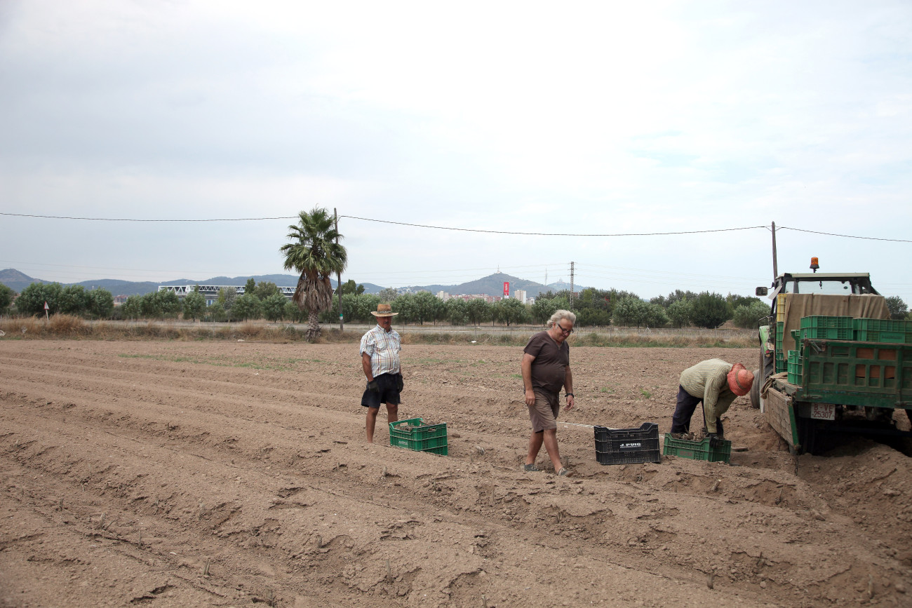 Agricultors treballant al Parc Agrari i, al fons, s’aprecia el centre comercial Splau
