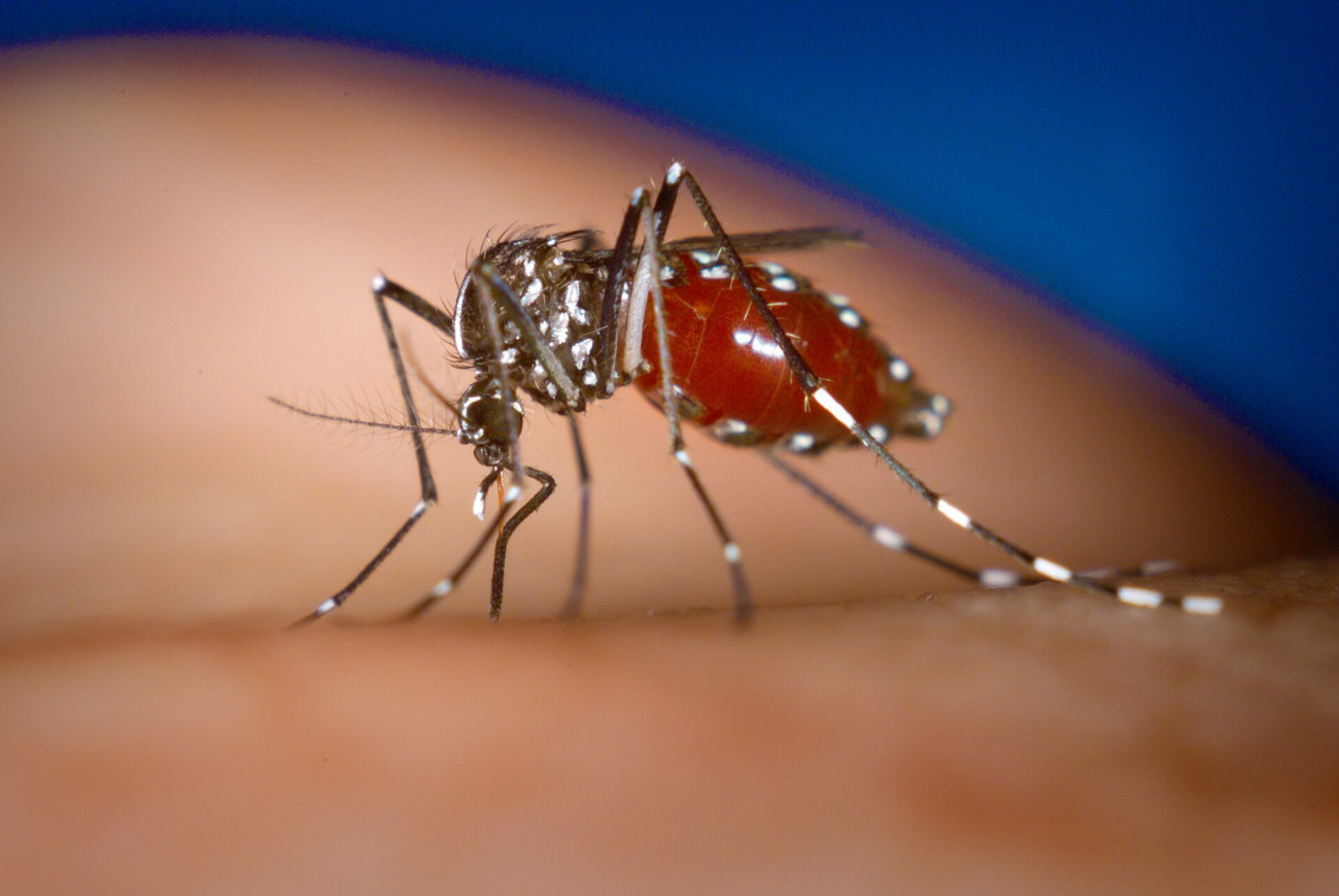 Ejemplar de mosquito tigre, una de las especies que más preocupa en el ámbito urbano por su capacidad de criar en pequeños puntos de agua estancada