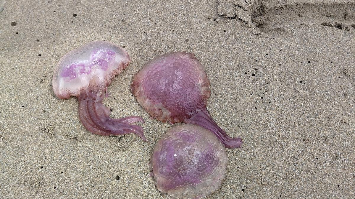 Se esperan episodios puntuales de medusas este verano