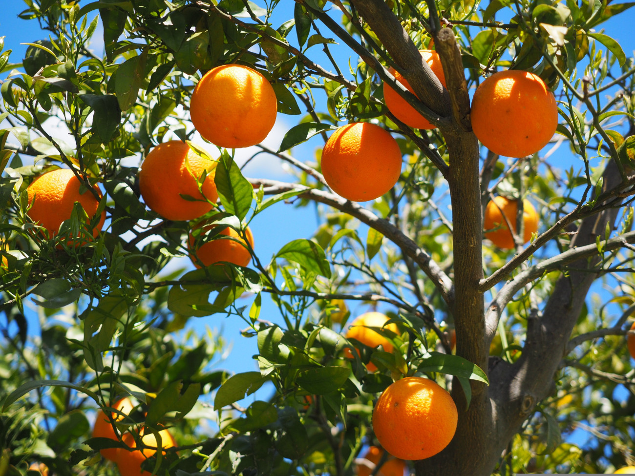 La fruita de temporada cultivada a la comarca està a punt de convertir-se en la protagonista de l’estiu al Baix Llobregat
