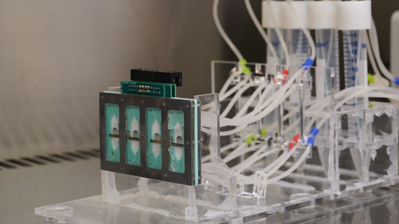 Imagen del Microxip 