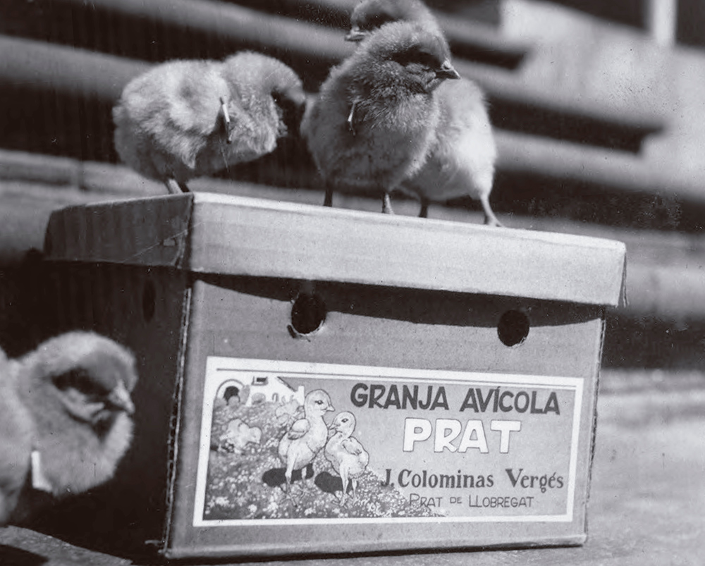 Petits pollets de la raça pota blava