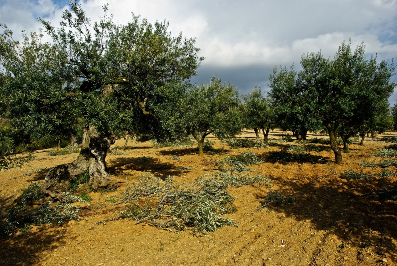 Casi el 100% del aceite de la comarca se vende mediante canales de circuito corto. En la imagen, olivos de Olesa de Montserrat.