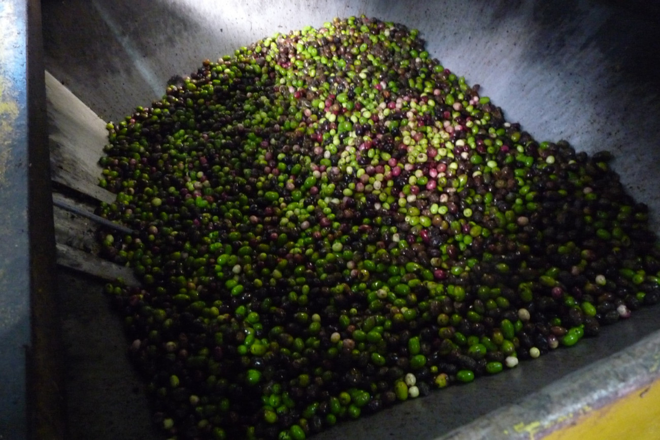 Diferentes fases de la producción de aceite en el molino de Collbató.