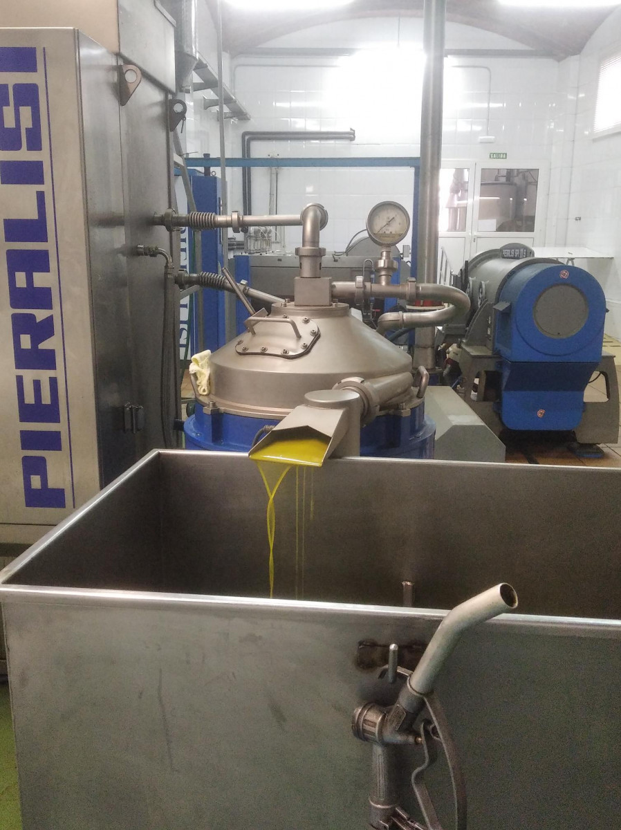 Diferentes fases de la producción de aceite en el molino de Collbató.