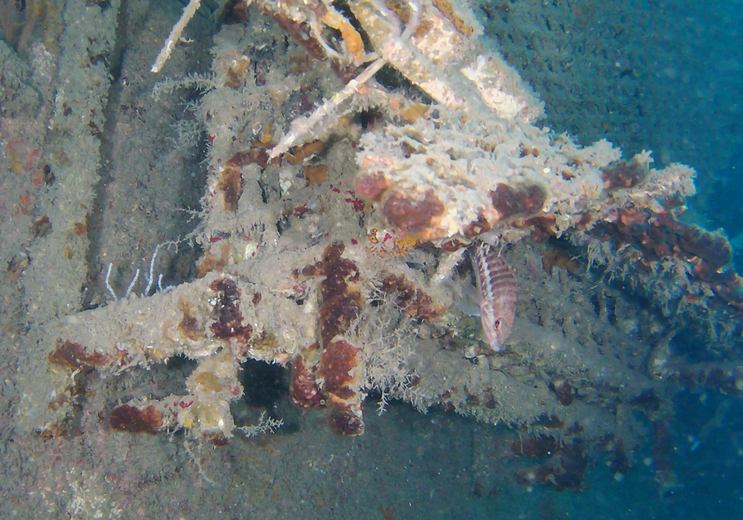 El gemelo digital del fondo marino del Puerto de Barcelona permitirá observar, medir y comprender el ecosistema submarino con un nivel de detalle sin precedentes.