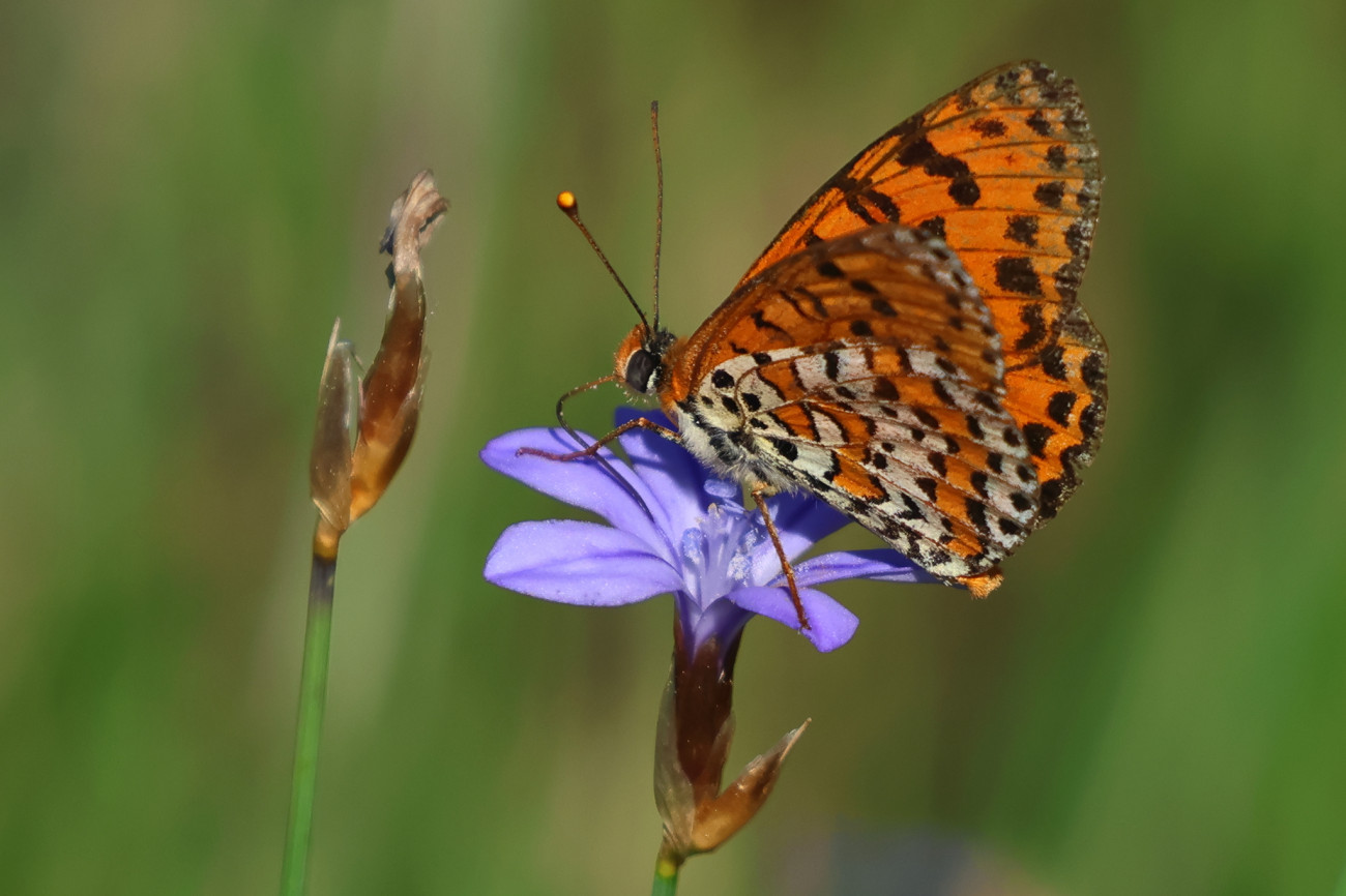 Exemplars de la papallona Melitaea didyma sepelsonja