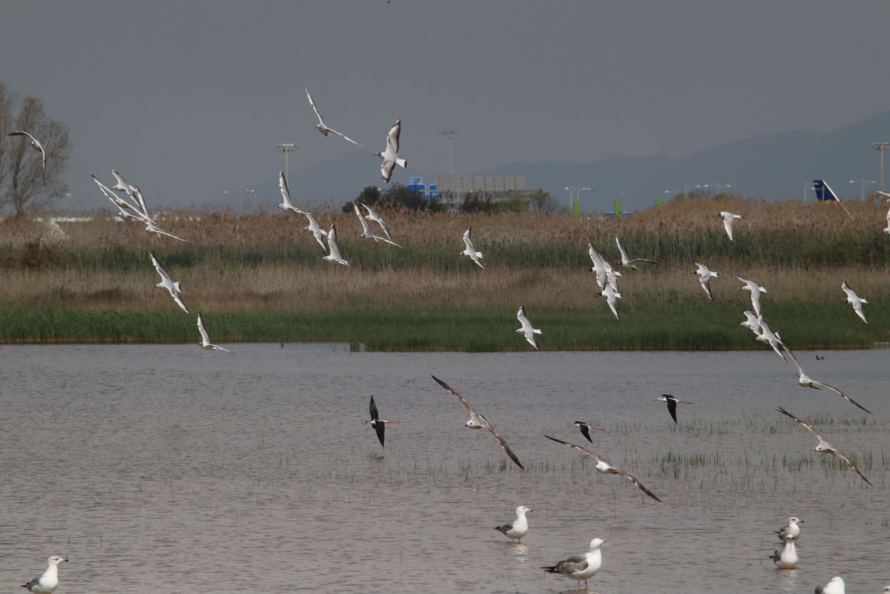 Las aves migratorias son habituales en el Delta del Llobregat, ya que es una zona de descanso en sus rutas hacia el centro de Europa durante el verano