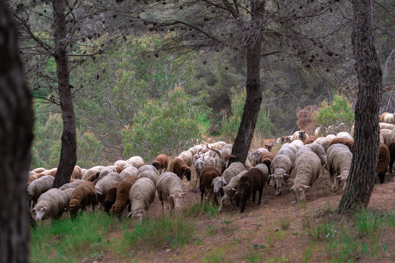 Ramat “contractat” per les institucions per fer prevenció passiva contra els incendis forestals a Collserola