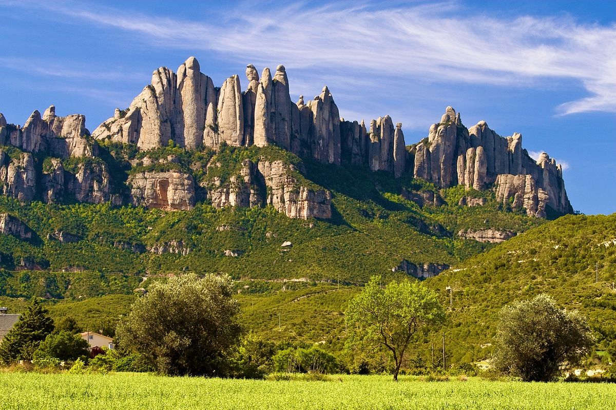 Img El Baix Llobregat planta cara a los gigantes del aceite con el oro líquido de Montserrat