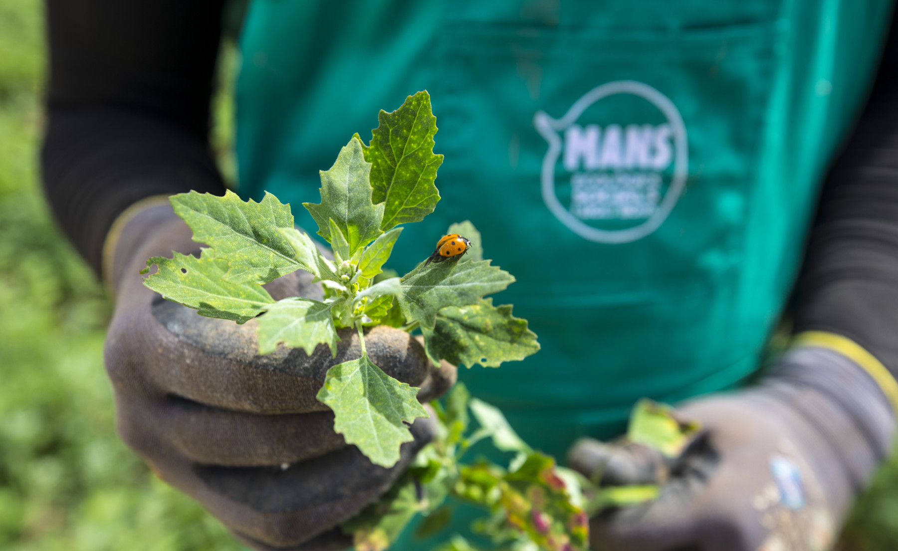 MANS o com persones vulnerables aconsegueixen productes “prèmium” tot preservant la terra