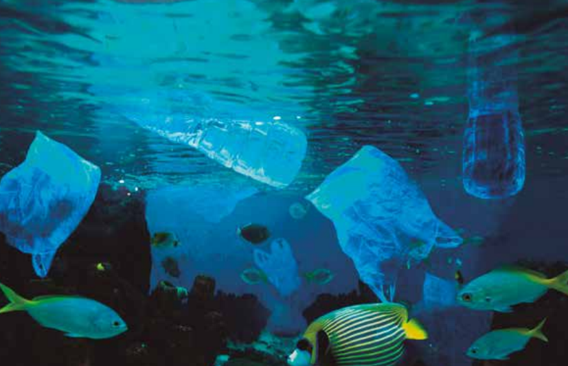 ODS 14 Vida submarina