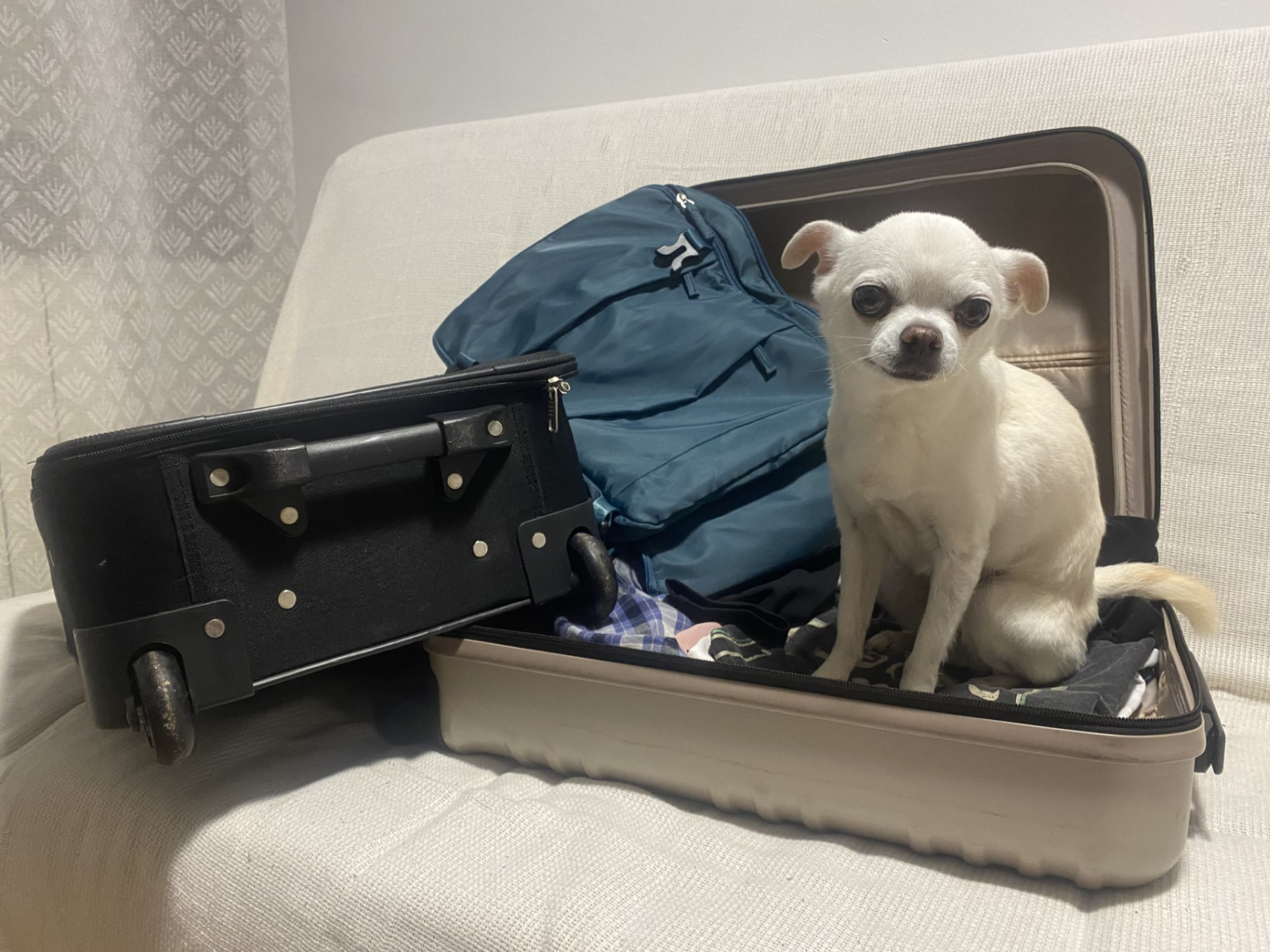 Potes i peus en marxa: turisme de proximitat sense deixar ningú enrere (ni el gos)