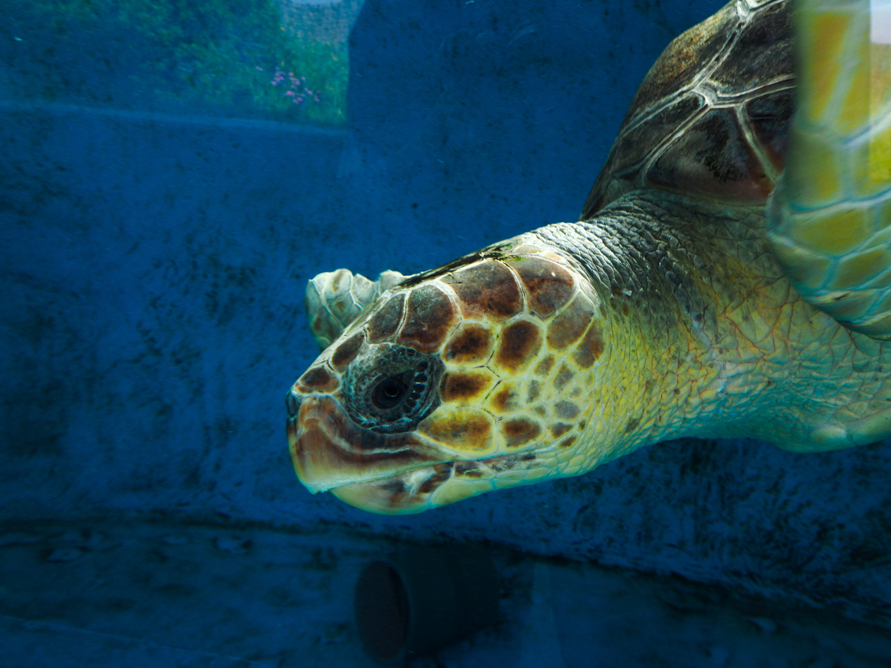 Un hospital marí al Prat: el CRAM o com sobreviure amb la closca danyada