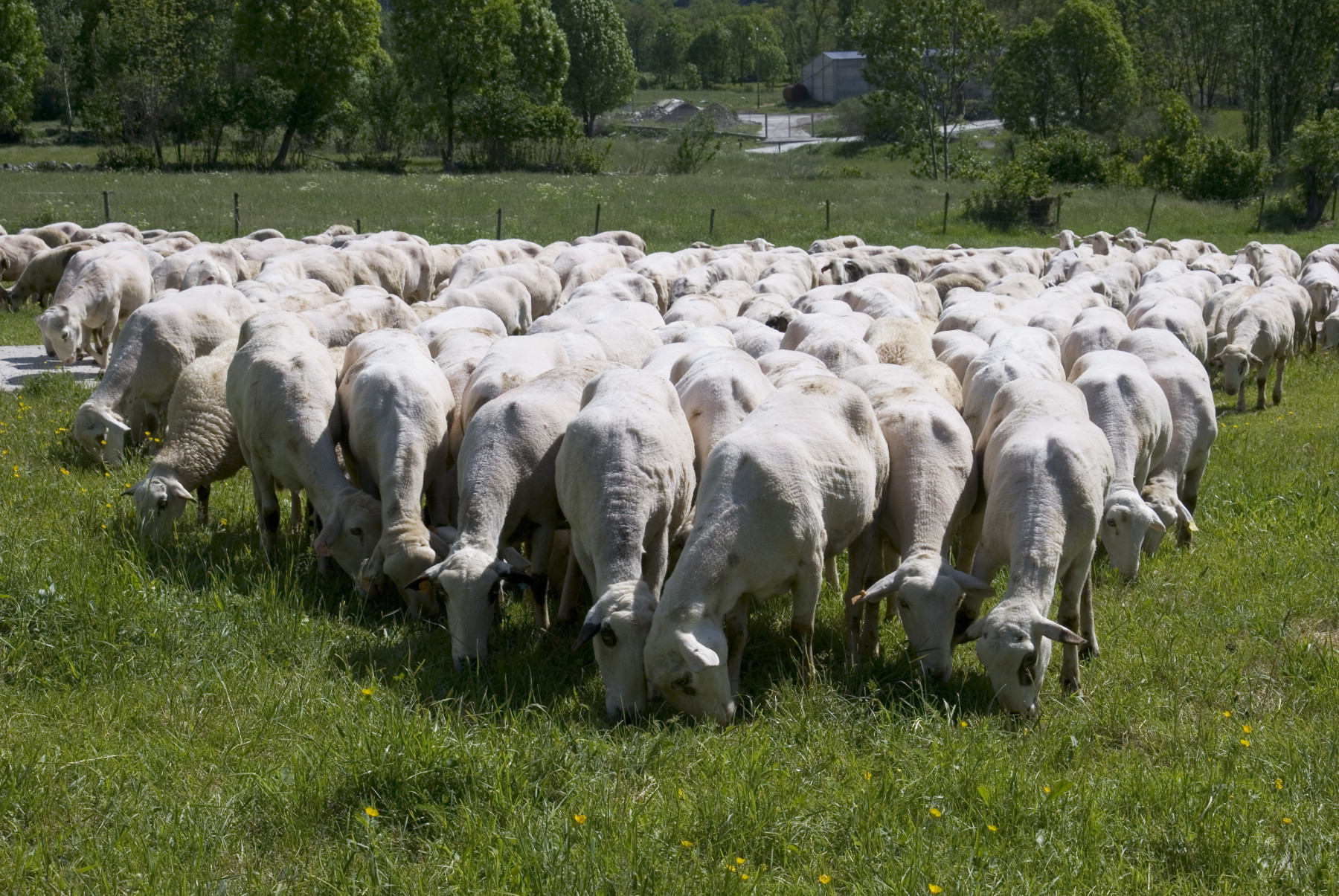 Un país per menjar-s'ho